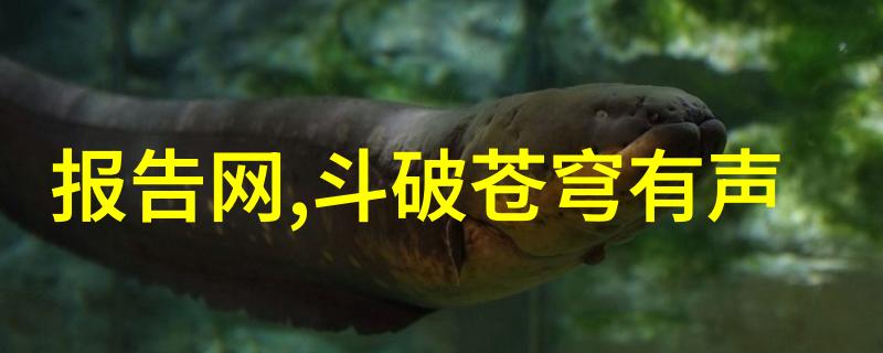 南宋古韵杨式太极拳张国峰的内家武学传承