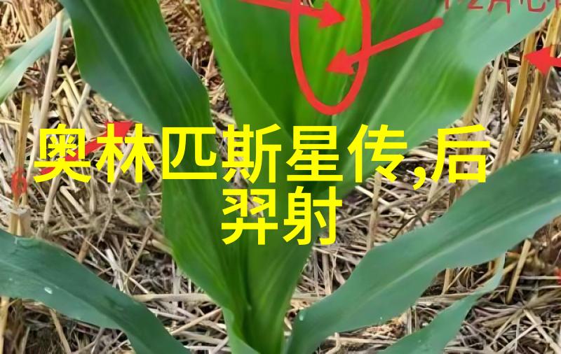 阿拉伯的黄金时代哈里发与科学的繁荣