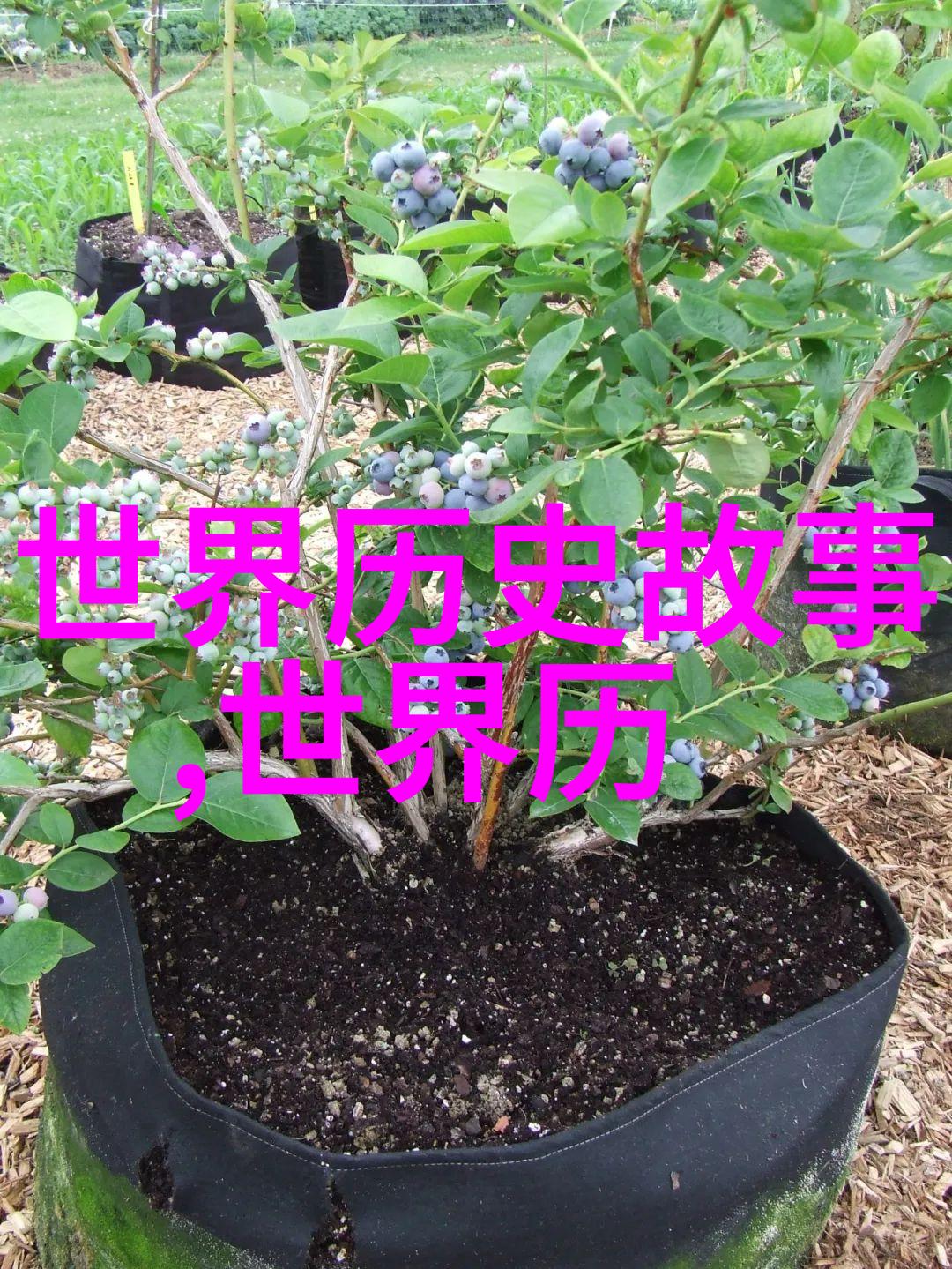 探秘姜可林慕神秘世界免费阅读全文之旅