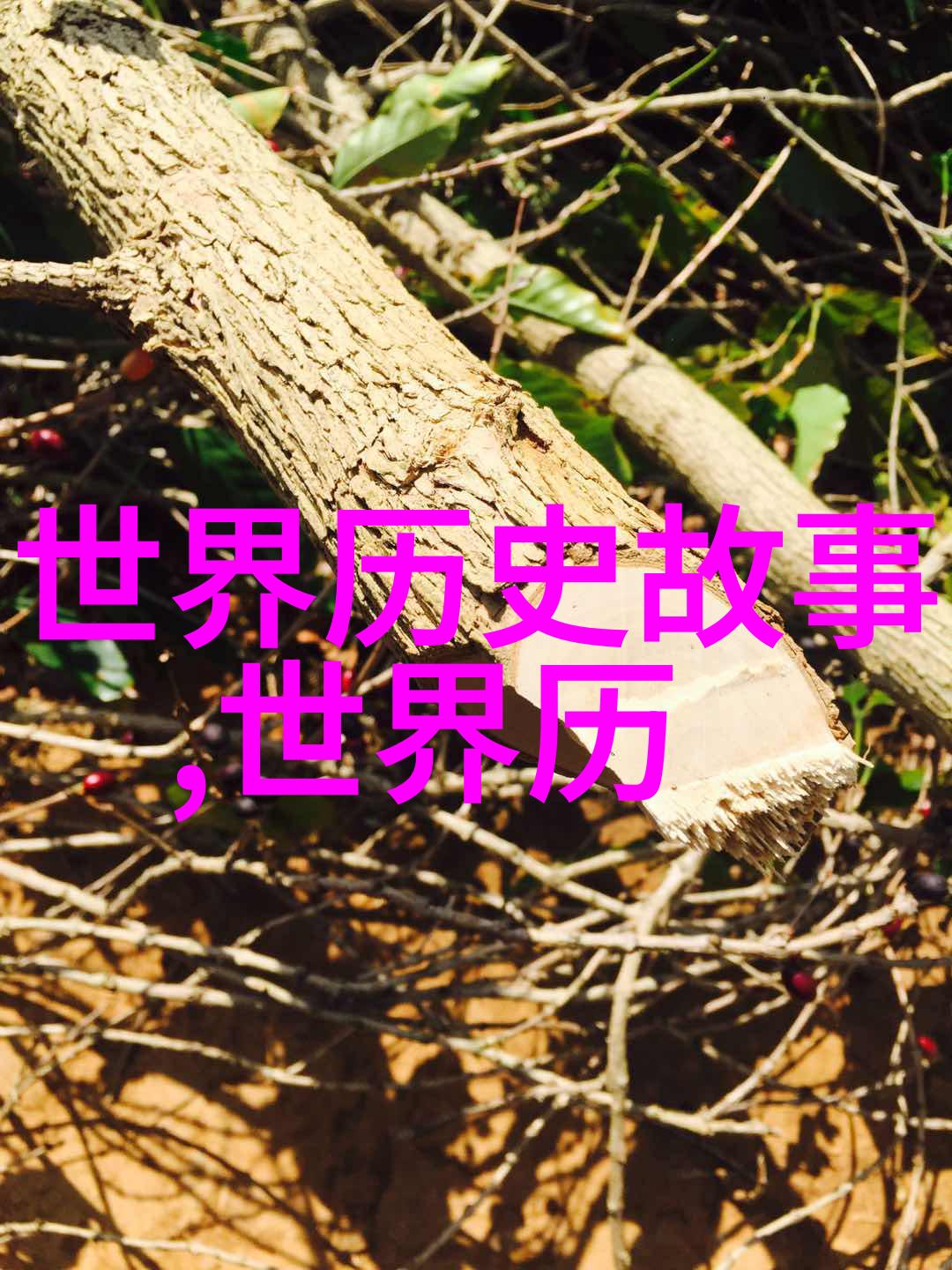 农场主女儿的蘑菇秘密追忆973珍贵记忆