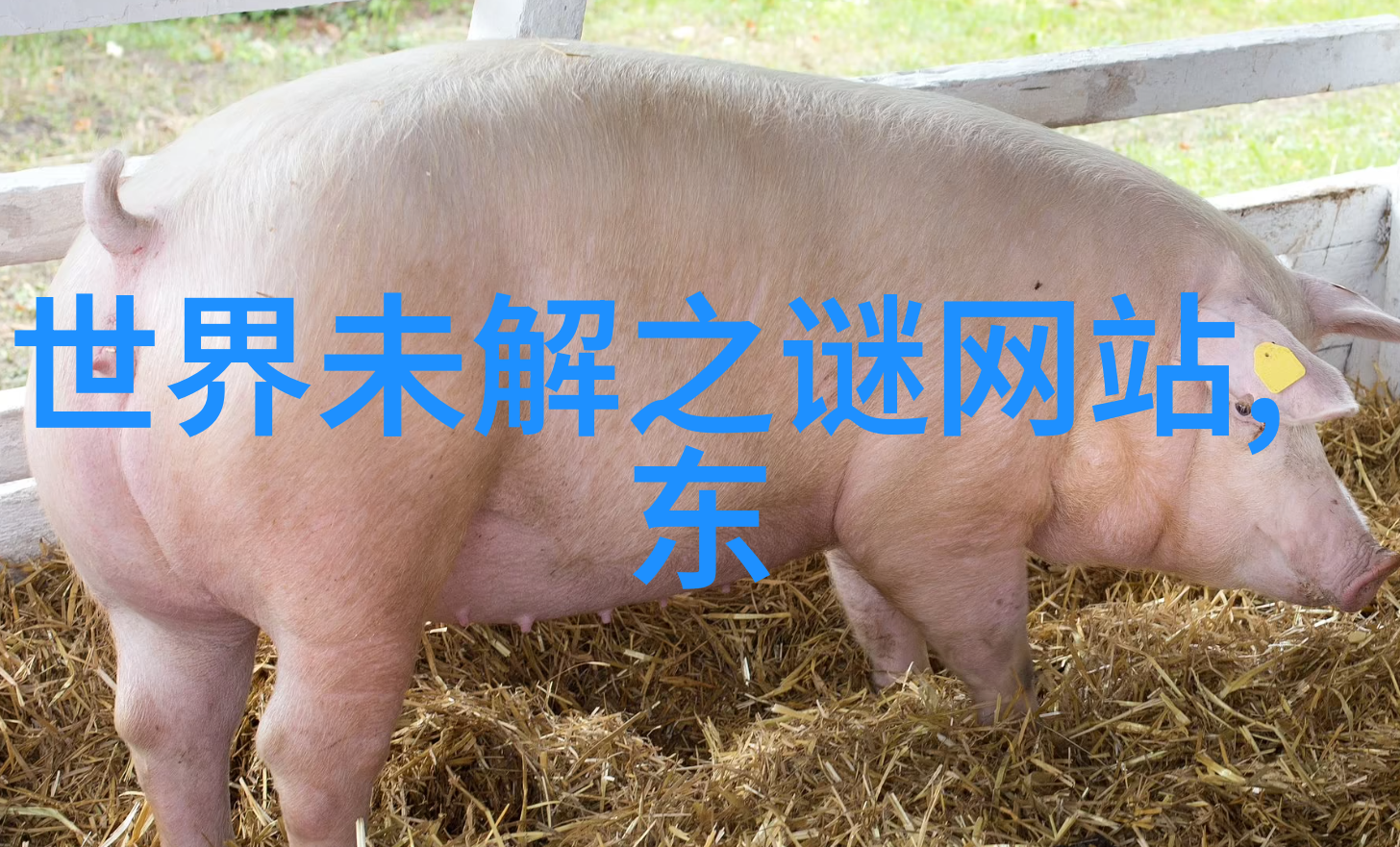 二战时期的著名故事 - 雪崩救赎拉斐尔莱维和他的勇敢行动