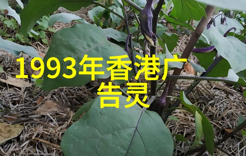 信鑫之名数据驱动下的公平传奇