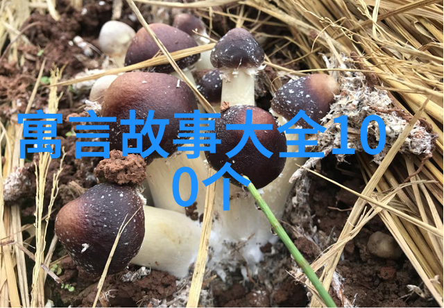 月亮妲己