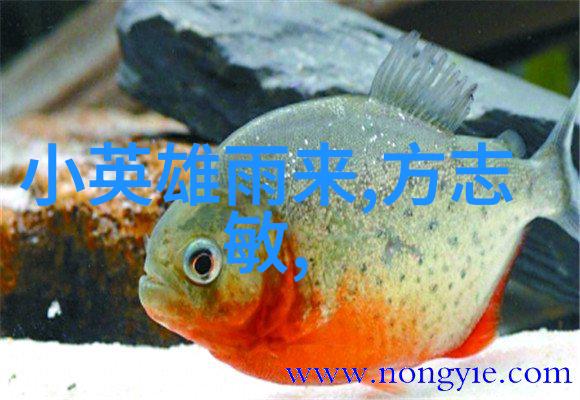天降锦鲤一则古老传说