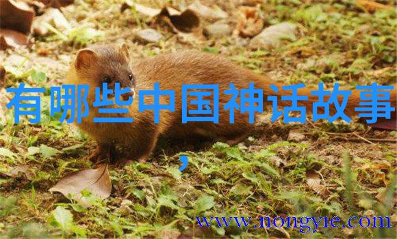 古埃及的太阳神与月亮女神金字塔的秘密守护者