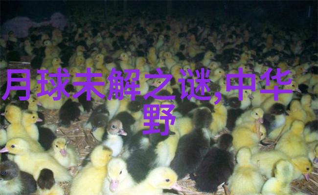 探索神秘世界解析百态未解之谜