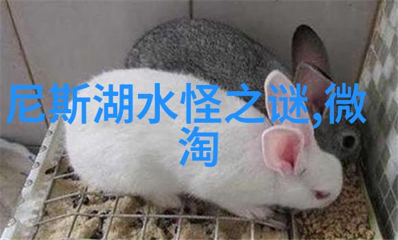 掏出龙的秘密谁能触摸到宝藏