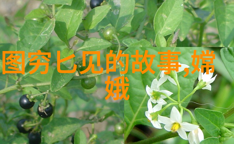 西湖龙井一壶沉默的传说