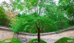 清永陵的神树传说是一个怎样的故事
