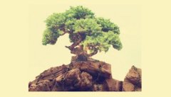 孙悟空为何化身松树菩提老祖将其驱