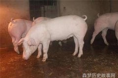 猪八戒吃西瓜笑得西瓜都碎了