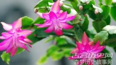 巴西的国花介绍